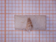 Epitoniidae