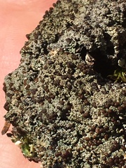 Bryoplaca sinapisperma