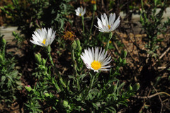 Noticastrum hatschbachii