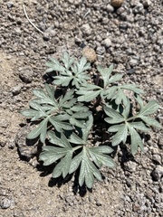 Cymopterus ripleyi