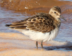 Calidris bairdii