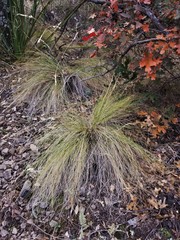 Piptochaetium fimbriatum