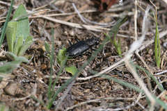 Cicindela nebraskana