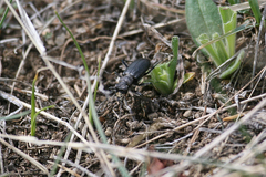 Cicindela nebraskana