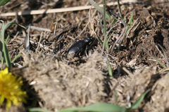 Cicindela nebraskana