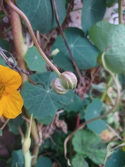 Tropaeolum majus