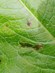 Pegomya bicolor