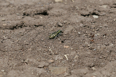 Cicindela decemnotata