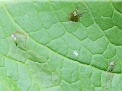 Pegomya bicolor