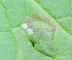 Pegomya bicolor