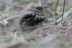 Cicindela nebraskana