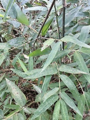 Chusquea ramosissima