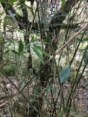 Chusquea ramosissima