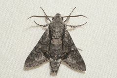 Cautethia grotei