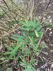 Chusquea ramosissima