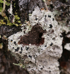 Mycoblastus sanguinarius