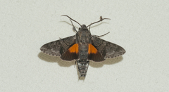 Cautethia grotei