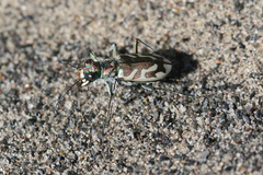 Cicindela arenicola