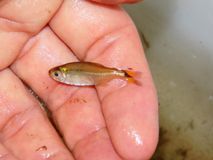 Moenkhausia intermedia