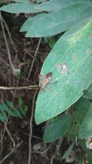 Melucha phyllocnemis