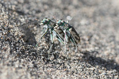 Cicindela arenicola