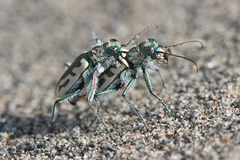 Cicindela arenicola