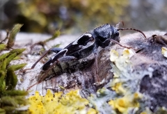 Neoclytus conjunctus