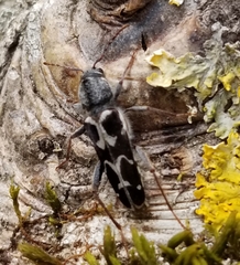 Neoclytus conjunctus
