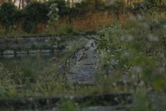 Vanellus malabaricus