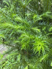 Cunninghamia