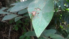 Melucha phyllocnemis