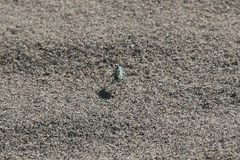 Cicindela arenicola