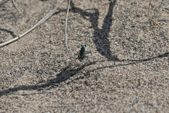 Cicindela arenicola