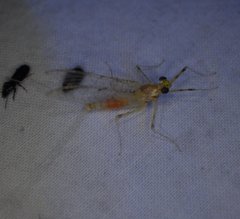 Stenacron interpunctatum interpunctatum