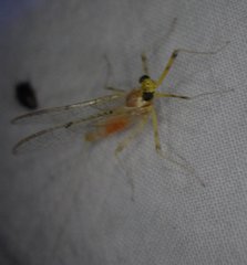 Stenacron interpunctatum interpunctatum