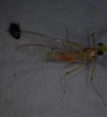 Stenacron interpunctatum interpunctatum