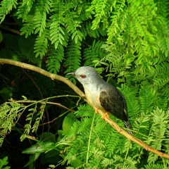 Cacomantis merulinus