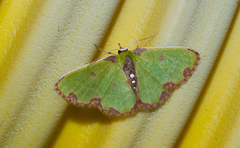 Synchlora xysteraria