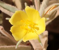 Melhania oblongifolia