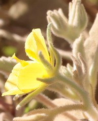 Melhania oblongifolia