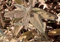 Melhania oblongifolia