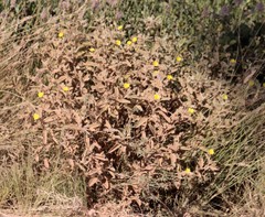 Melhania oblongifolia