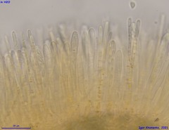 Lachnellula subtilissima