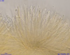 Lachnellula subtilissima