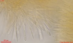 Lachnellula subtilissima