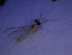 Stenacron interpunctatum interpunctatum