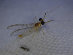 Stenacron interpunctatum interpunctatum