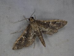 Crocidocnemis pellucidalis