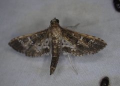 Crocidocnemis pellucidalis
