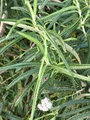 Grazielia serrata